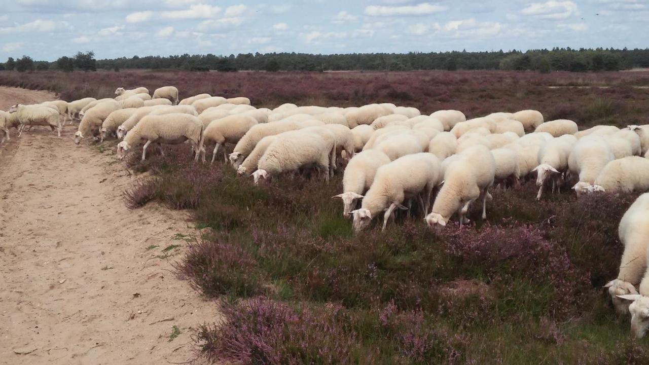 Poort Van De Veluwe Voorthuizen Εξωτερικό φωτογραφία